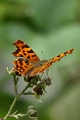 Papillon_Polygone a taches vertes